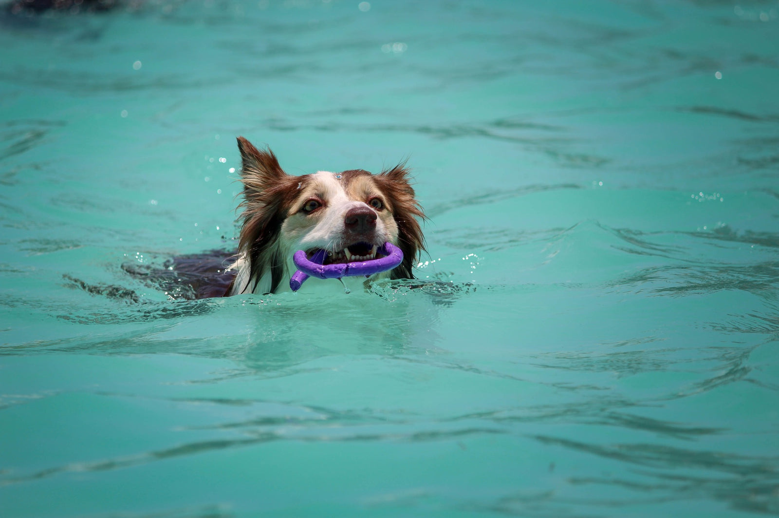 Swimming Pool Safety for Pets